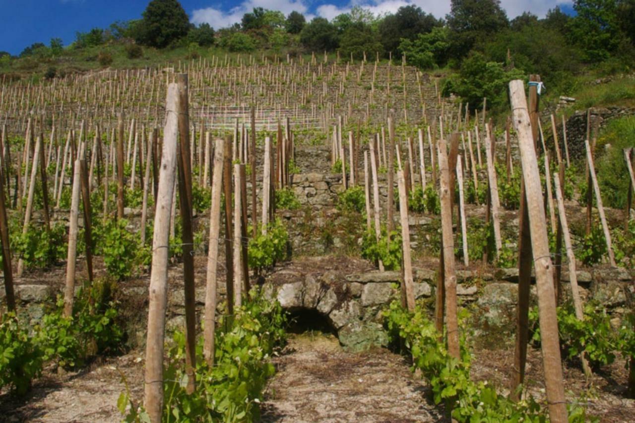 Gite Du Tilleul - 2 Etoiles - Domaine De L'Olivier Faugeres  Exterior foto
